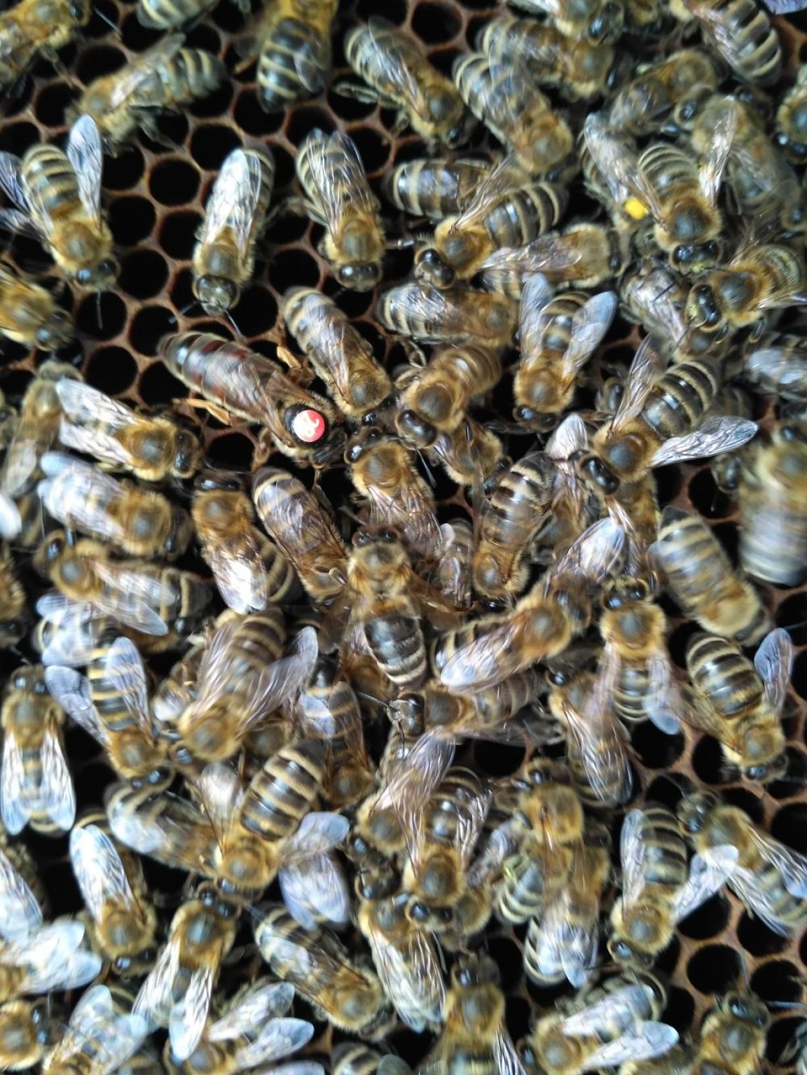 Apicultura / Бджільництво