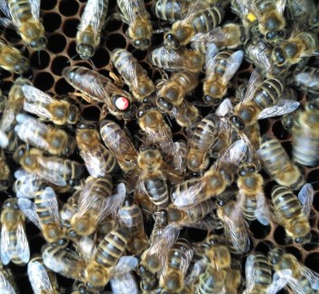 Apicultura / Бджільництво